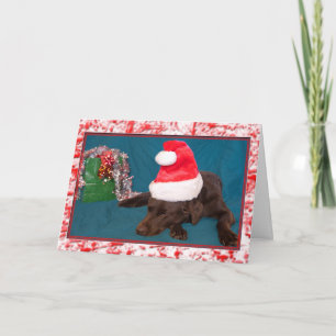 Schokolade Labrador Weihnachtsmannmütze Fotografie Feiertagskarte