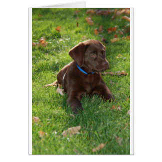 Schokolade Labrador Welpe