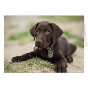 Schokolade Labrador Welpe