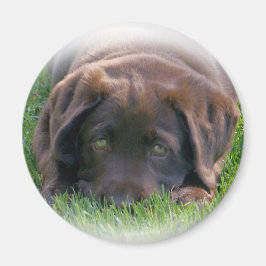 Schokolade Labrador Welpe Magnet