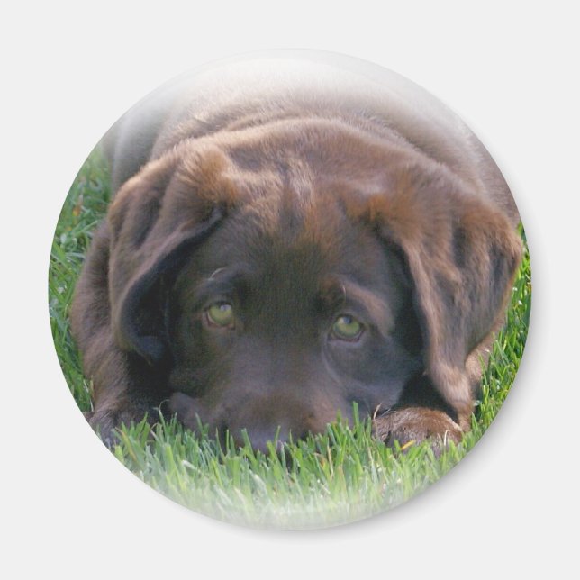 Schokolade Labrador Welpe Magnet (Vorne)