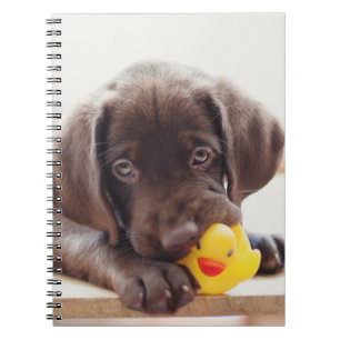 Schokolade-Labrador-Welpe mit Spielzeug-Ente Notizblock