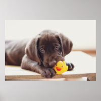 Schokolade-Labrador-Welpe mit Spielzeug-Ente