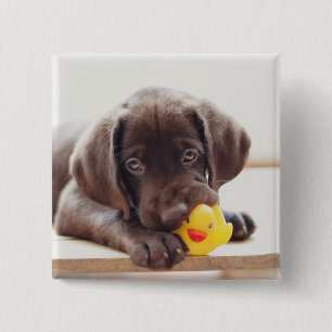 Schokolade-Labrador-Welpe mit Spielzeugente Button