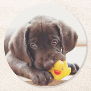 Schokolade-Labrador-Welpe mit Spielzeugente Runder Pappuntersetzer