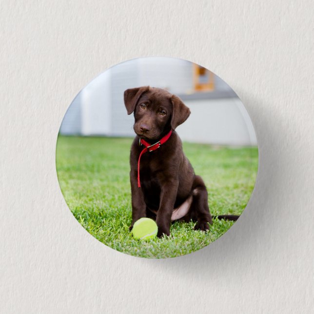 Schokolade-Labrador-Welpe mit Tennisball Button (Vorderseite)