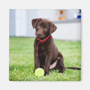 Schokolade-Labrador-Welpe mit Tennisball Magnet