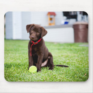 Schokolade-Labrador-Welpe mit Tennisball Mousepad