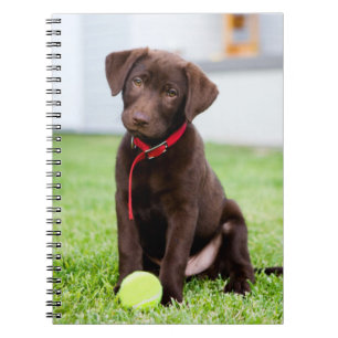 Schokolade-Labrador-Welpe mit Tennisball Notizblock