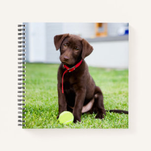 Schokolade-Labrador-Welpe mit Tennisball Notizbuch