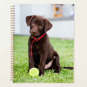 Schokolade-Labrador-Welpe mit Tennisball Planer