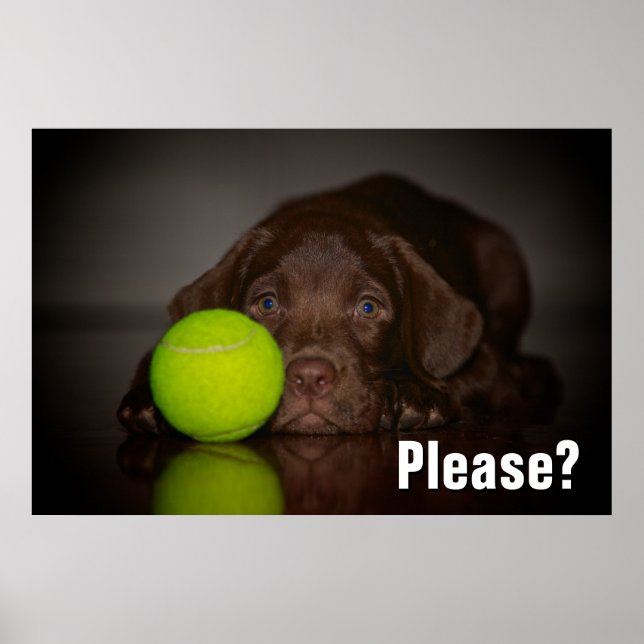 Schokolade-Labrador-Welpe mit Tennisball Poster (Vorne)