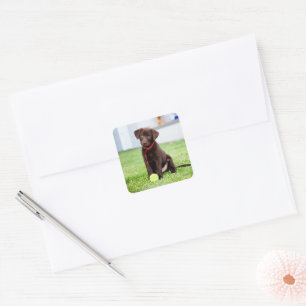 Schokolade-Labrador-Welpe mit Tennisball Quadratischer Aufkleber