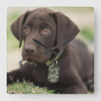 Schokolade Labrador Welpe