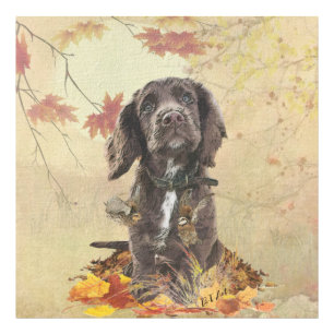 Schokolade-Spaniel-Welpe Fotodruck