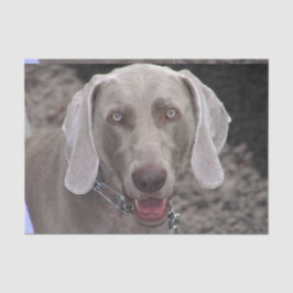 Schokolade Weimaraner Seidenpapier