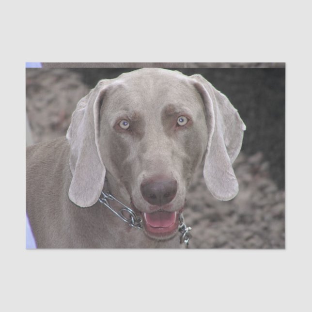 Schokolade Weimaraner Seidenpapier (Vorderseite)