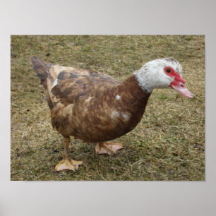 Schokolademuscovy-Ente Poster