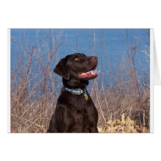 Schokoladen-Labrador
