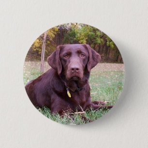 Schokoladen-Labrador Button
