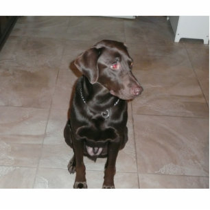 Schokoladen-Labrador! Freistehende Fotoskulptur