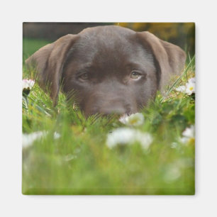 Schokoladen-Labrador im Gänseblümchen-Magneten Magnet