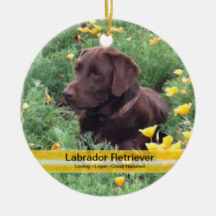 Schokoladen-Labrador im Keramikornament