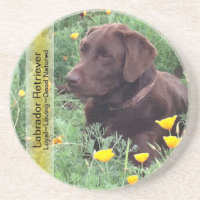Schokoladen-Labrador im