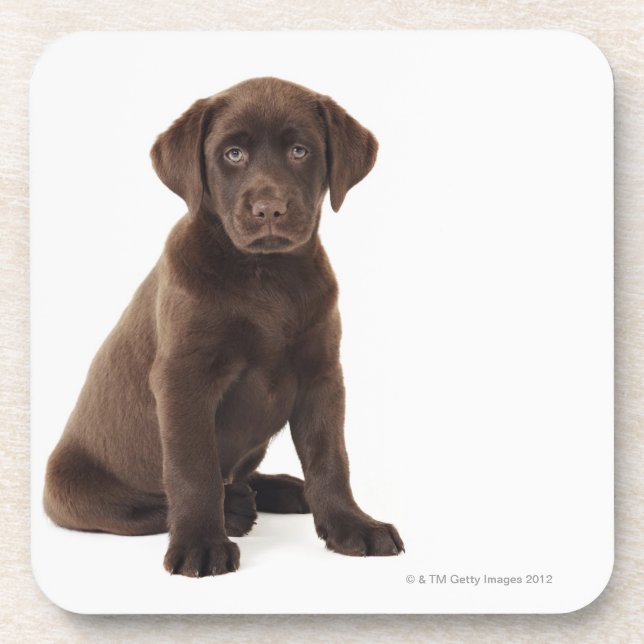 Schokoladen-Labrador retriever-Welpe Getränkeuntersetzer (Vorderseite)