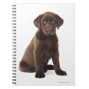 Schokoladen-Labrador retriever-Welpe Notizblock