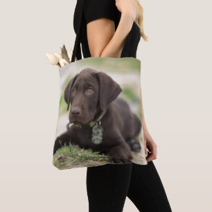 Schokoladen-Labrador-Welpe