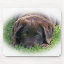Schokoladen-Labrador-Welpe