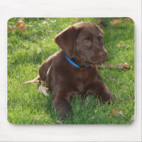 Schokoladen-Labrador-Welpe