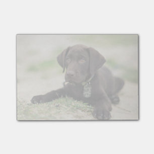 Schokoladen-Labrador-Welpe Post-it Klebezettel