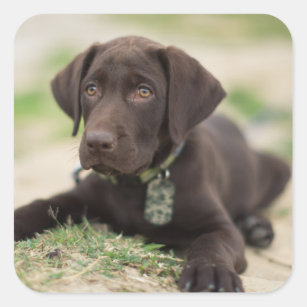 Schokoladen-Labrador-Welpe Quadratischer Aufkleber