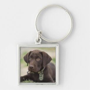 Schokoladen-Labrador-Welpe Schlüsselanhänger