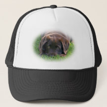 Schokoladen-Labrador-Welpe