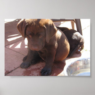 Schokoladen-Labrador-Welpen Poster