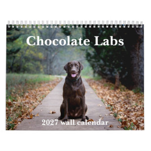 Schokoladen-Labradors 2027 Wandkalender