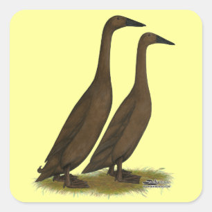 Schokoladen-Läufer-Enten Quadratischer Aufkleber