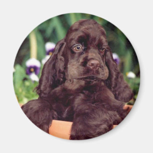Schokoladencockerspanielmagnet Magnet