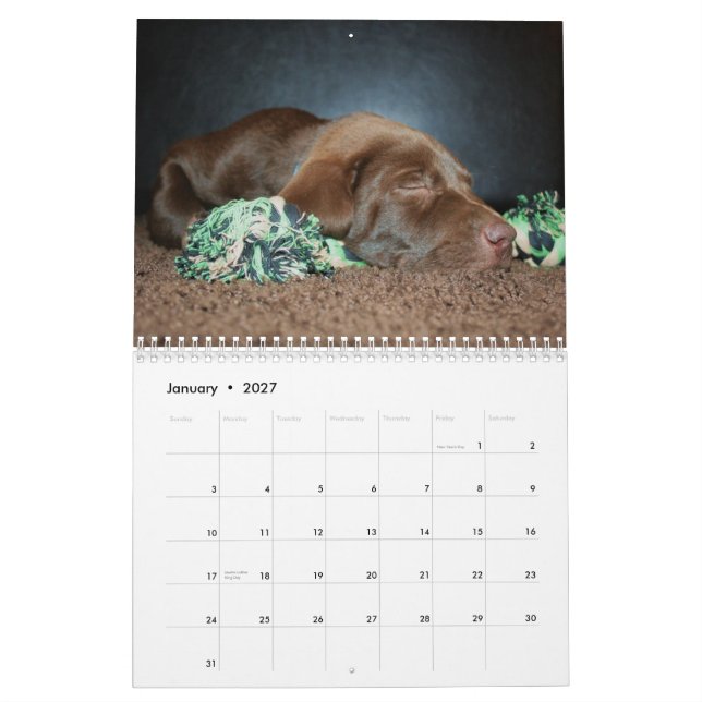 Schokoladenkalender Labrador Kalender (Jan 2027)
