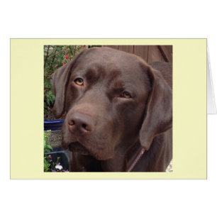 Schokoladenlabrador