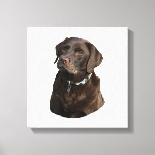 Schokoladenportrait Labrador Foto Leinwanddruck