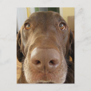 Schokoladenschildkröte Postkarte