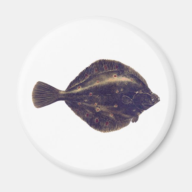 Scholle Magnet (Vorne)