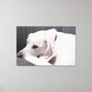 Schön Eleganter Weißer Hund Exquisit Leinwanddruck
