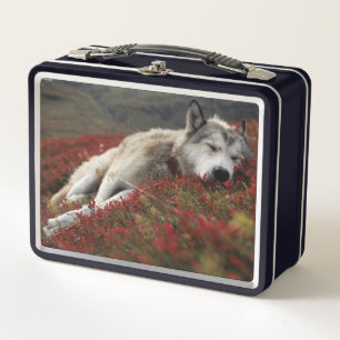 Schön schlafende Wolf Metal Lunch Box