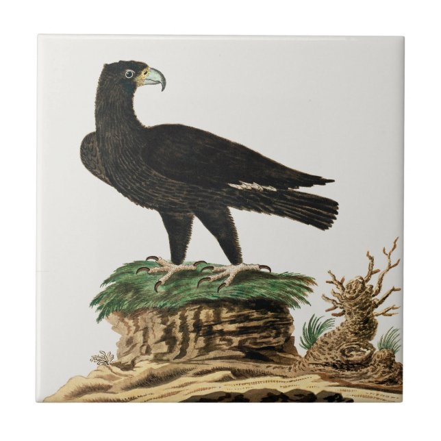Schöne Adlervögel Vintage Malerei Fliese (Vorderseite)