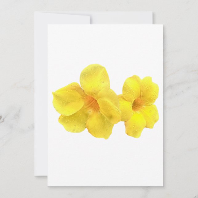 Schöne Allamanda blüht mit Regenfällen Einladung (Vorderseite)
